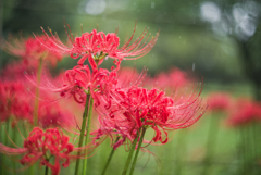 雨の彼岸花