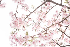散る前に…