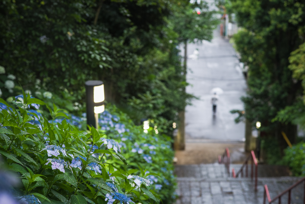 紫陽花の階段