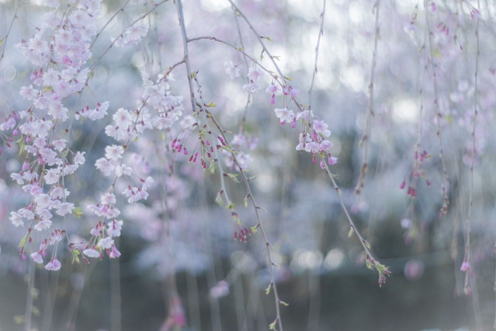 朝の枝垂れ桜