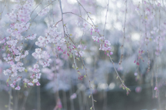 朝の枝垂れ桜