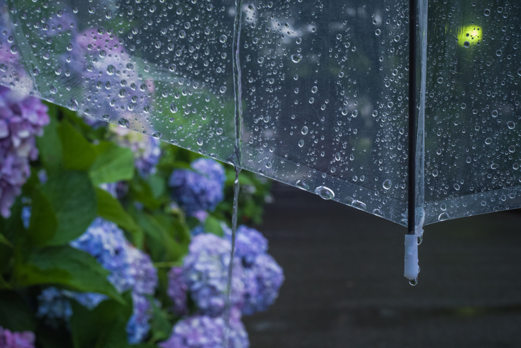 雨の朝