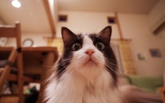 うちのティコ