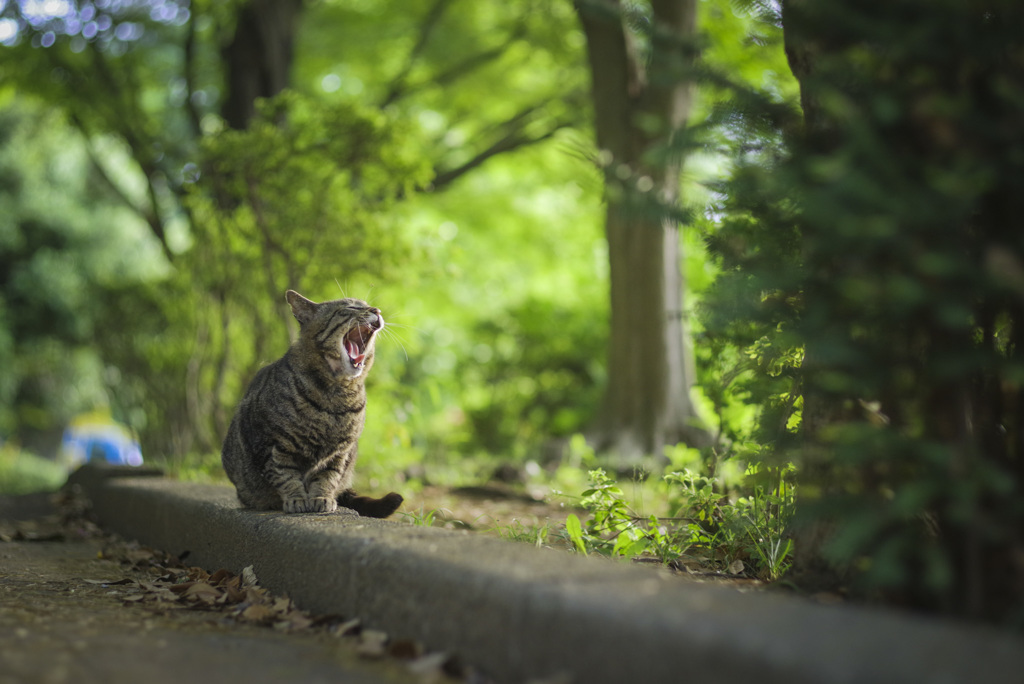 大あくび