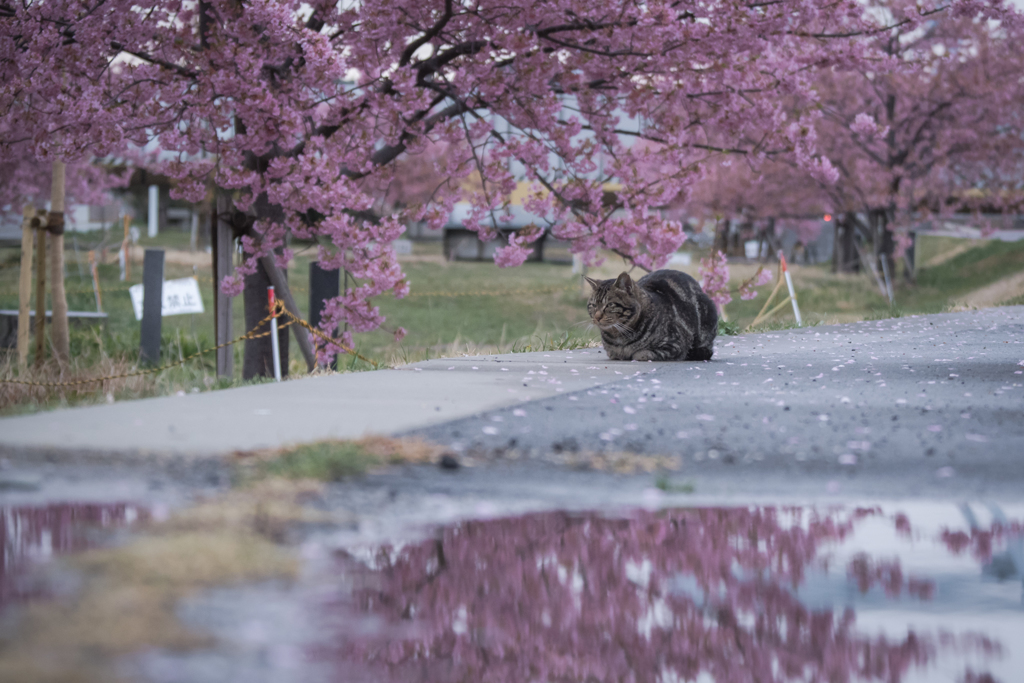 水たまりの前