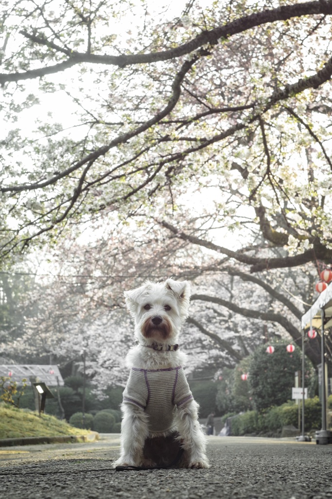 アンと桜