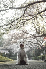 アンと桜