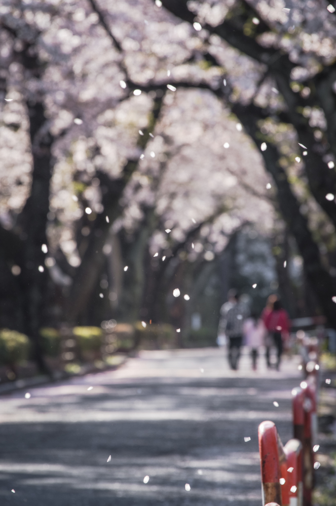 桜散る道