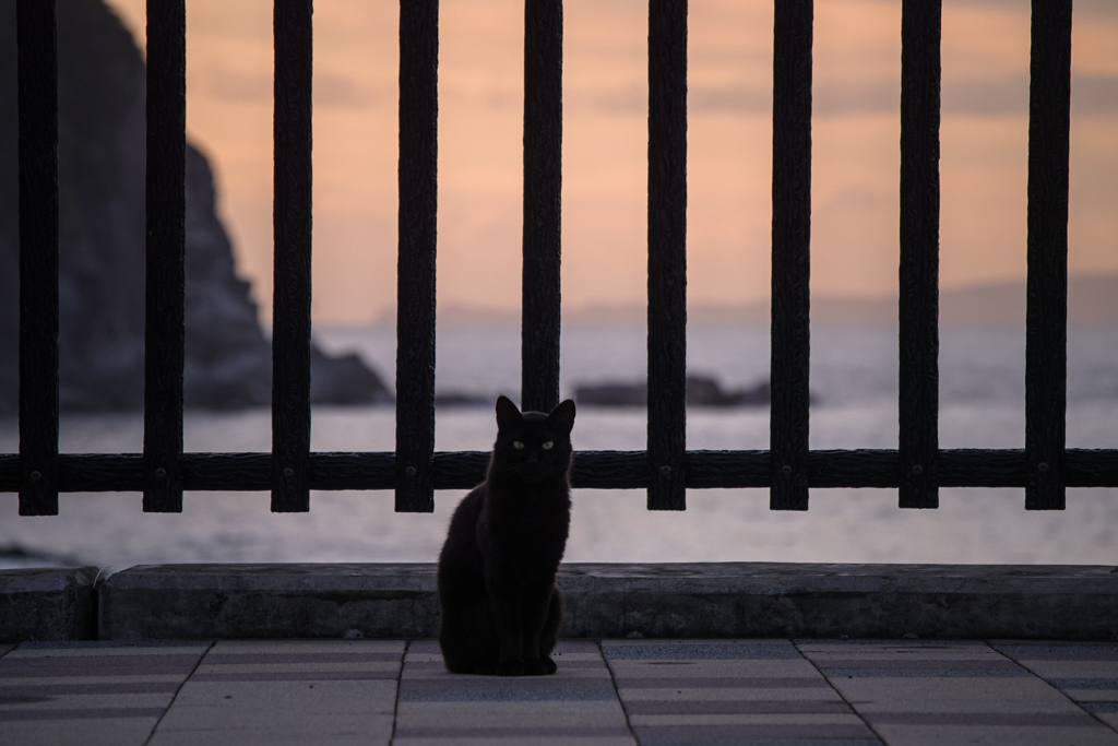 海の黒猫
