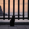 海の黒猫