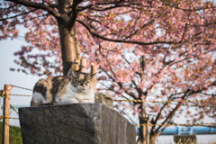 桜の前で