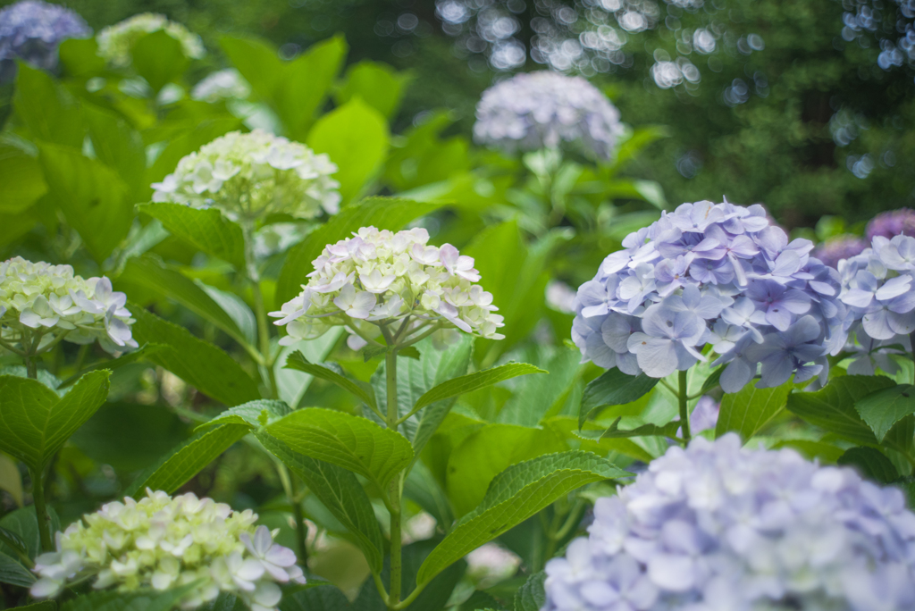  紫陽花の森