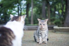 見つめ合う