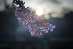 朝の桜