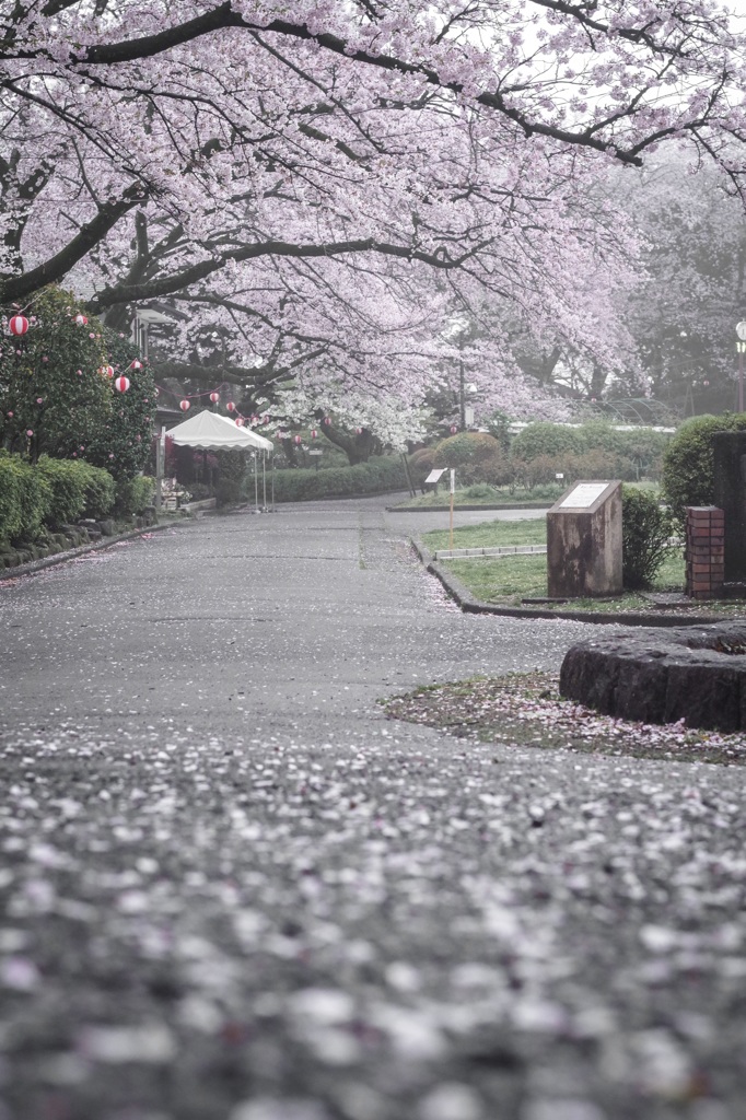 今日の桜 4/9
