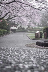 今日の桜 4/9