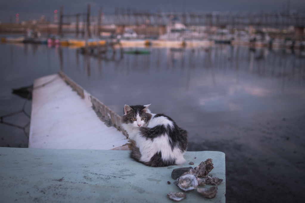 釣り船と猫