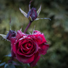 冬の薔薇