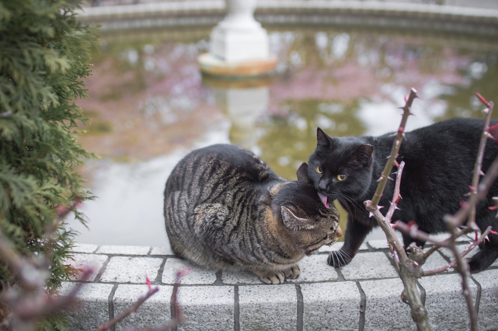 見ちゃった