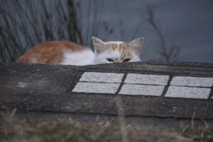 こっちにおいで