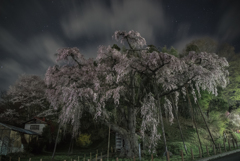 夜の枝垂れ桜