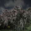 夜の枝垂れ桜