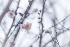 梅の花