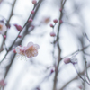 梅の花