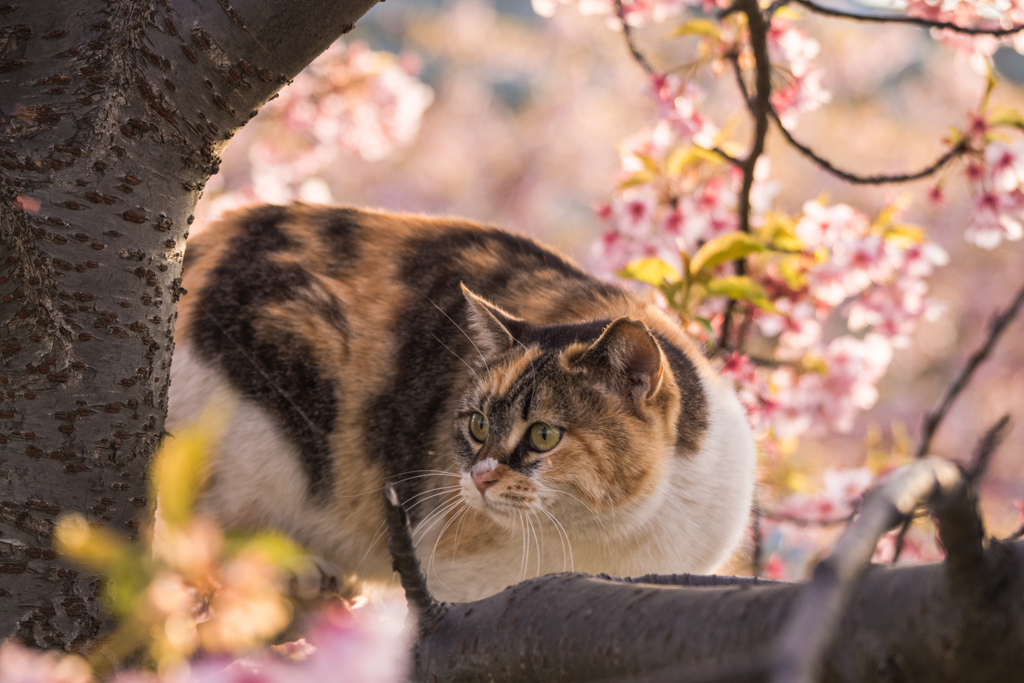 チャーミーは桜