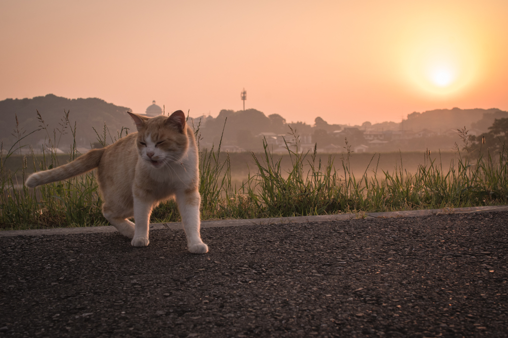 朝靄の日