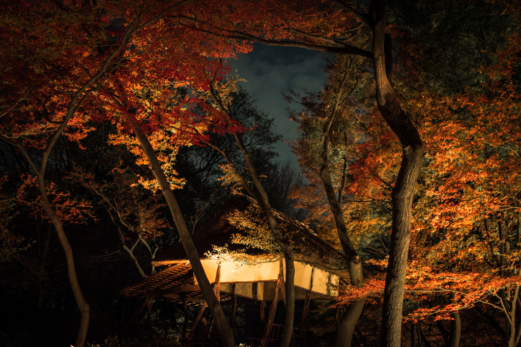 六義園その１１