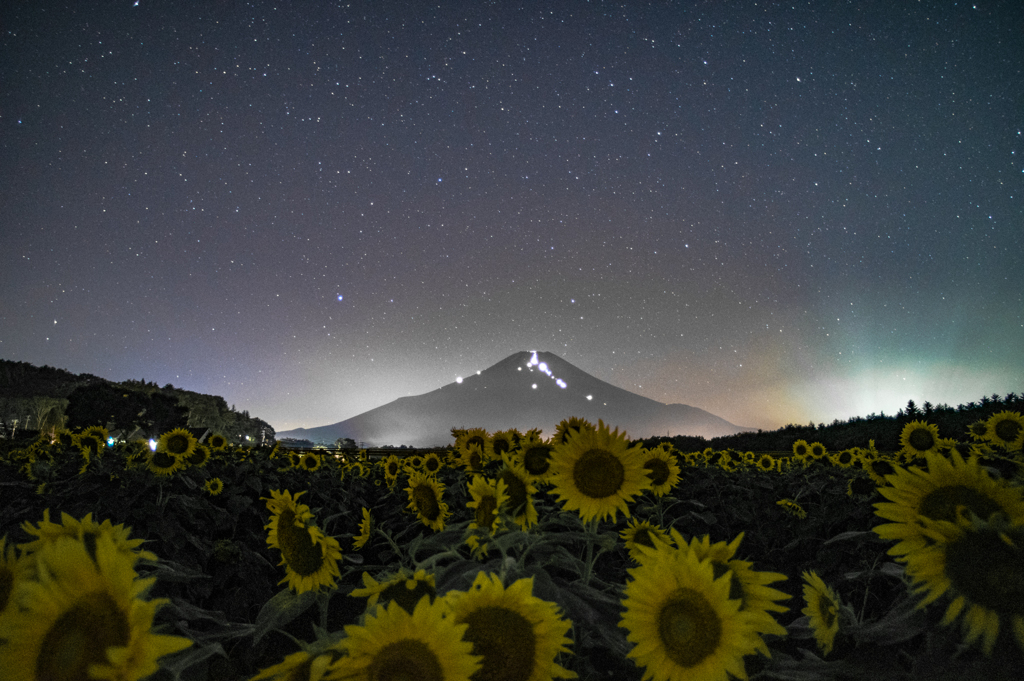 夜のひまわりと富士山
