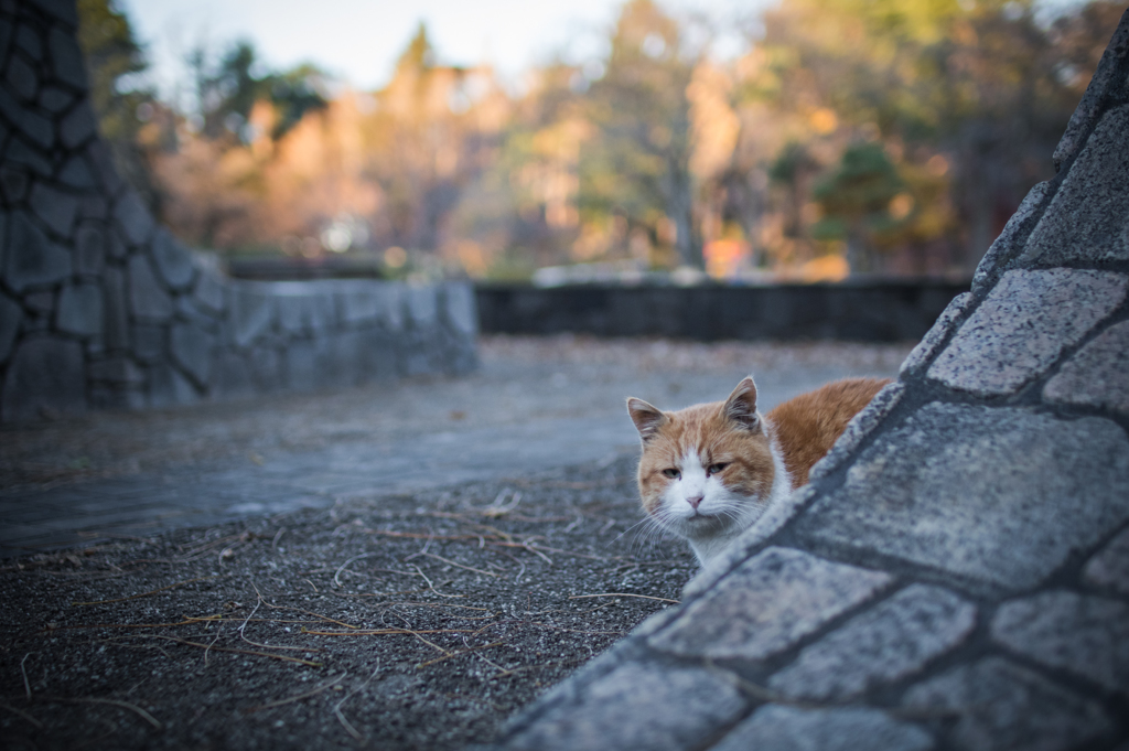 見てた