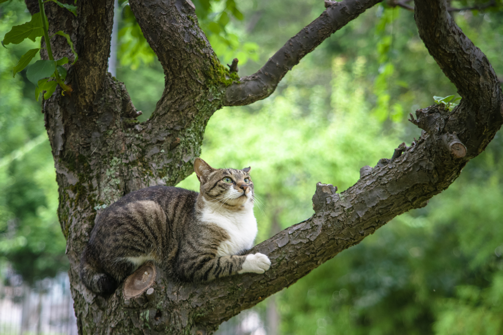 木登り猫