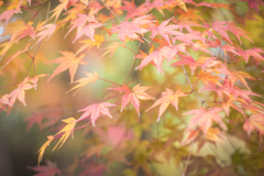 彩