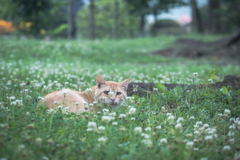 シロツメグサと猫
