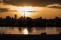 夕暮れのスカイツリーと猫