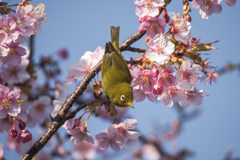 河津桜とメジロ