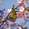 河津桜とメジロ