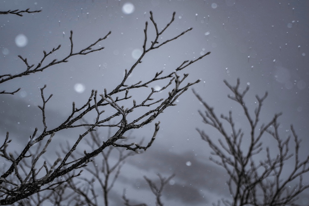 雪が降った
