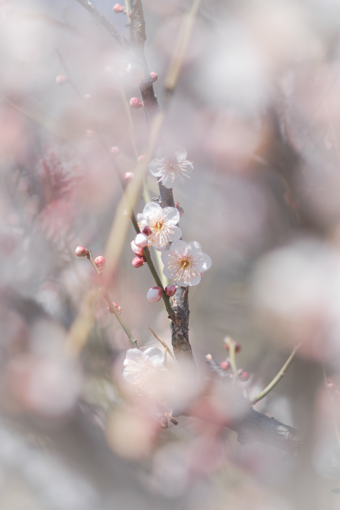 梅の花