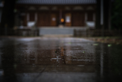 雨の雫