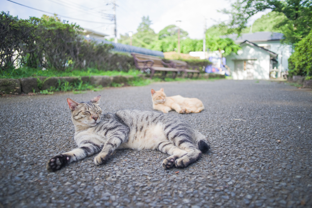 猫と猫