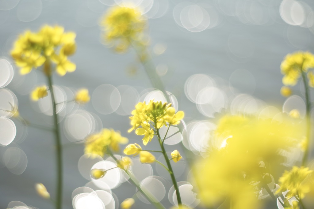 菜の花とシャボン玉