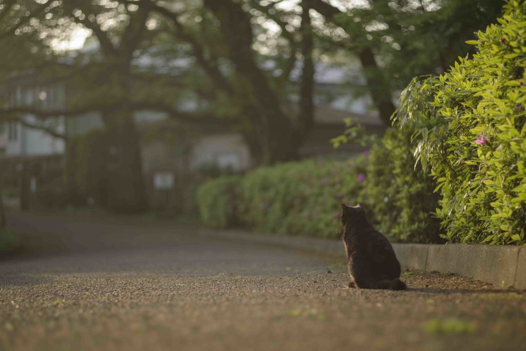 朝の公園で