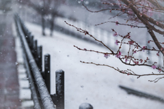 早咲きの桜と雪