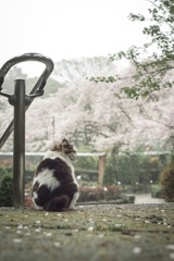 雨のお花見