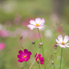 コスモス色々
