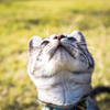  下から猫♪