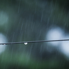 雨ですね...
